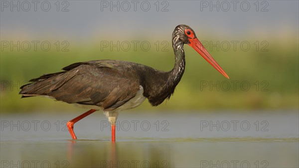 Black stork (Ciconia nigra) walking through fishpond