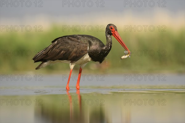 Black stork (Ciconia nigra) with prey in beak