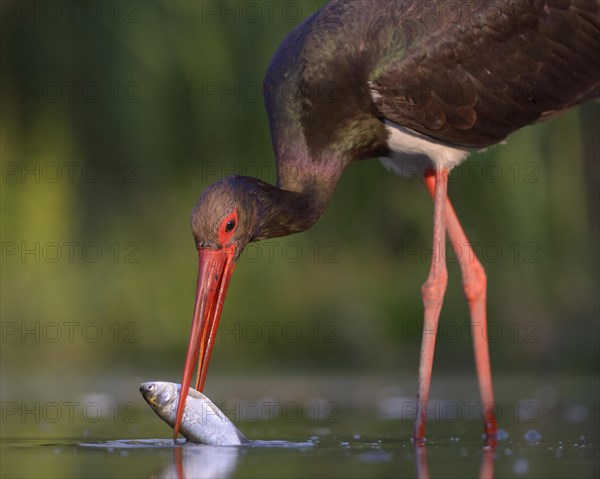 Black stork (Ciconia nigra) with prey in beak