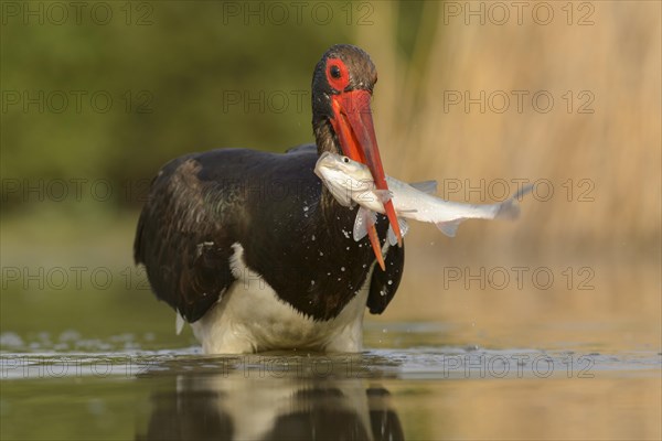 Black stork (Ciconia nigra) with prey in beak