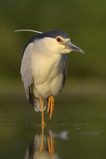 Black-crowned night heron (Nycticorax nycticorax)