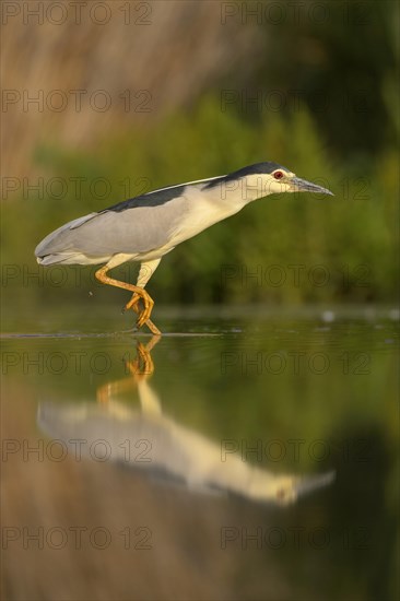 Black-crowned night heron (Nycticorax nycticorax)