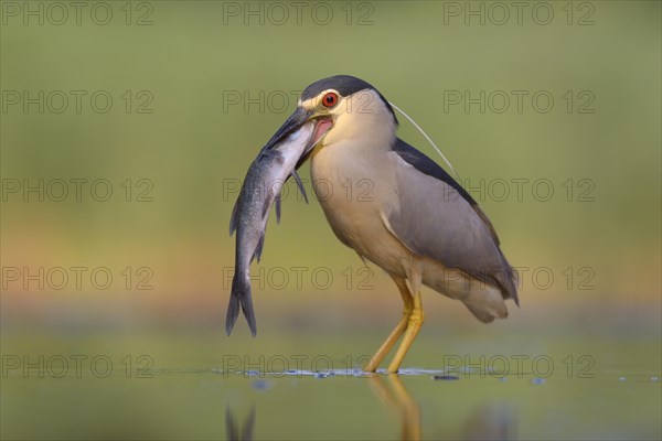 Black-crowned night heron (Nycticorax nycticorax)