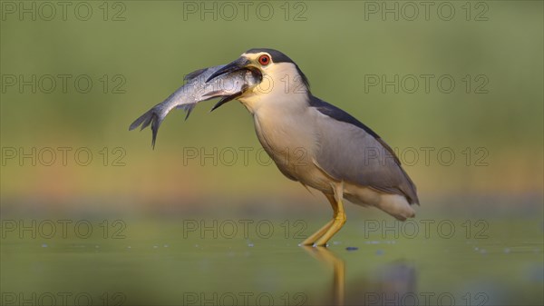 Black-crowned night heron (Nycticorax nycticorax)