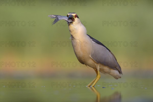 Black-crowned night heron (Nycticorax nycticorax)