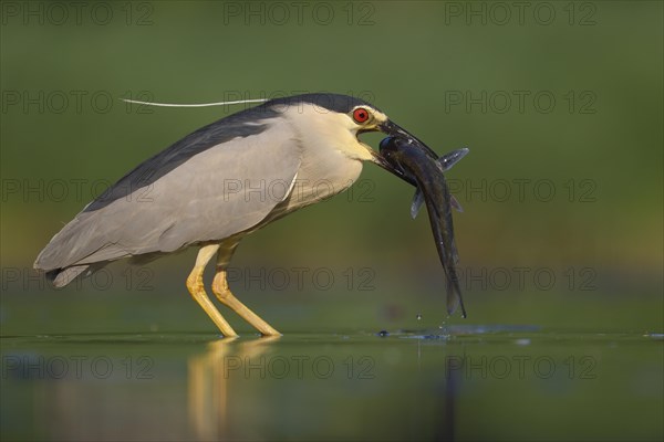 Black-crowned night heron (Nycticorax nycticorax)