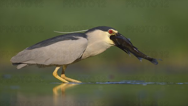 Black-crowned night heron (Nycticorax nycticorax)