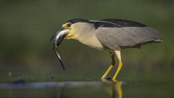 Black-crowned night heron (Nycticorax nycticorax)