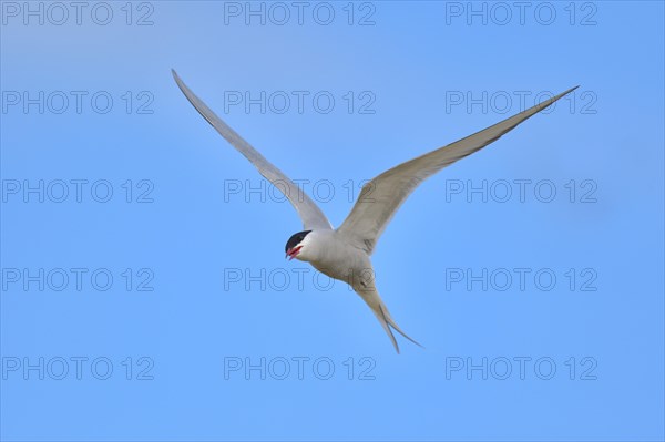 Arctic Arctic Tern (SArctic Terna paradisaea) in flight