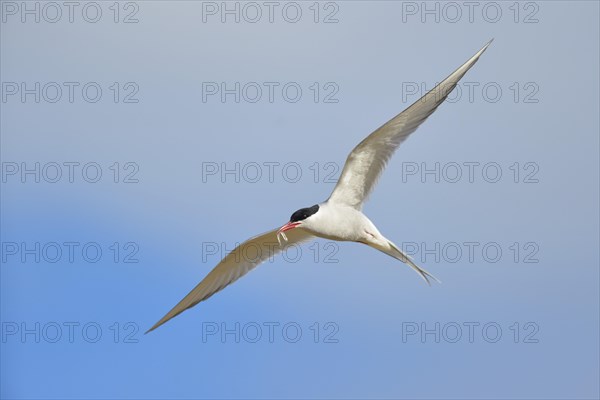 Arctic Arctic Tern (SArctic Terna paradisaea) in flight with fish in its beak