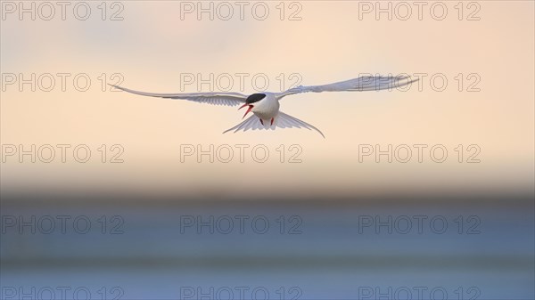 Arctic Arctic Tern (SArctic Terna paradisaea)