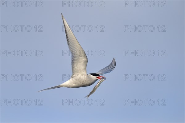 Arctic Arctic Tern (SArctic Terna paradisaea) in flight with fish in its beak