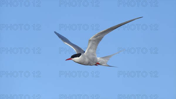 Arctic Arctic Tern (SArctic Terna paradisaea) in flight