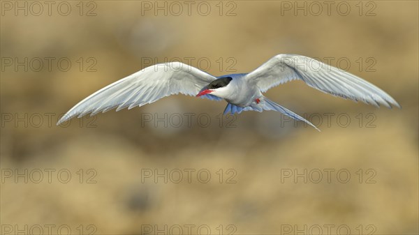 Arctic Arctic Tern (SArctic Terna paradisaea)