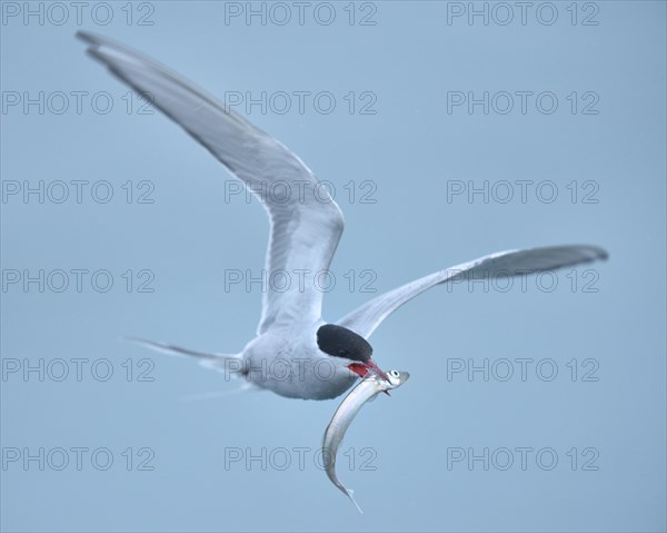 Arctic Arctic Tern (SArctic Terna paradisaea) in flight with fish in its beak