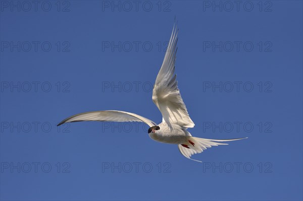 Arctic Arctic Tern (SArctic Terna paradisaea) in flight