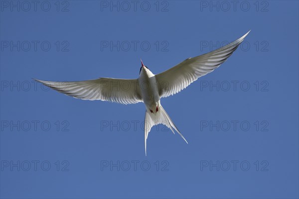 Arctic Arctic Tern (SArctic Terna paradisaea) in flight