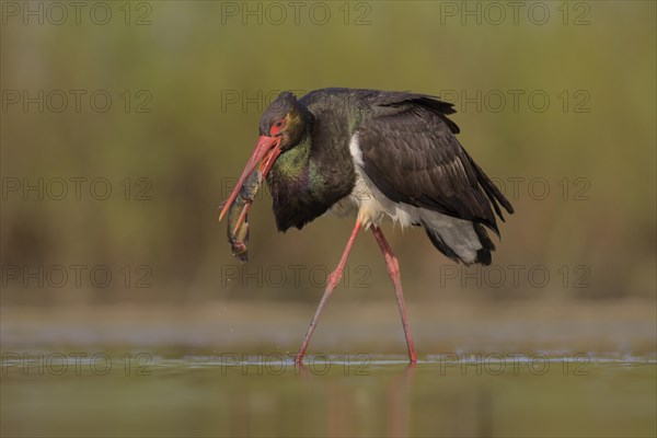 Black stork (Ciconia nigra)