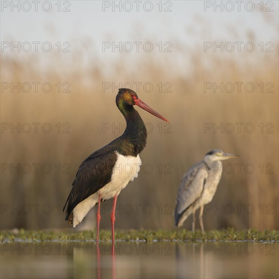 Black stork (Ciconia nigra)