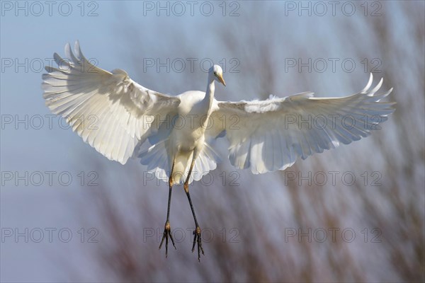 Great Egret (Casmerodius albus) landing