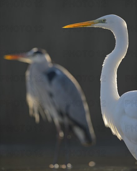 Great Egret (Casmerodius albus)