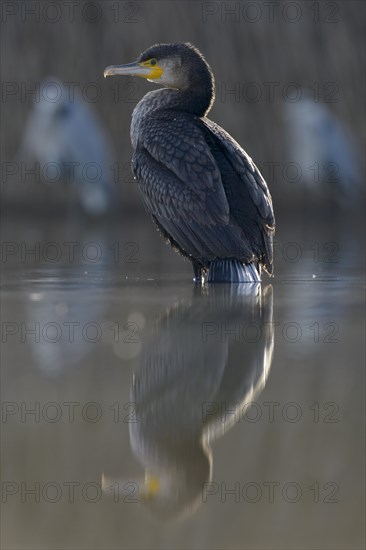 Cormorant (Phalacrocorax carbo)