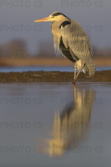 Grey Heron (Ardea cinerea)