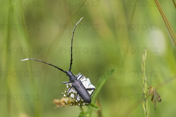 Capricorn Beetle (Cerambyx scopolii)