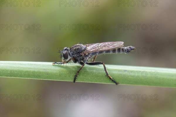 Kite-tailed Robber Fly (cf. Tolmerus atricapillus)