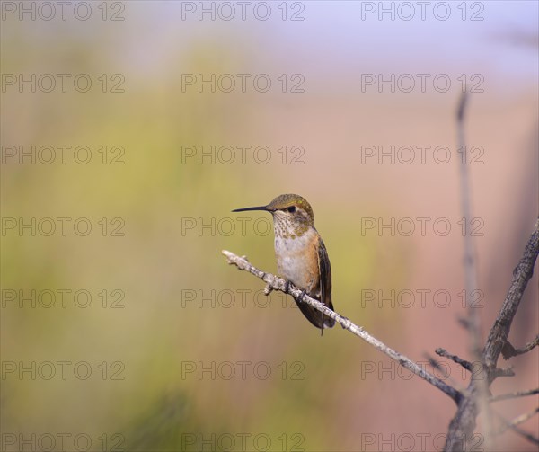 Rufous hummingbird (Selasphorus rufus) female