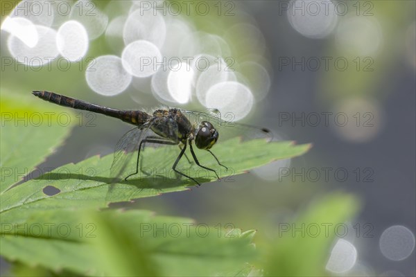 Black Darter (Sympetrum danae)