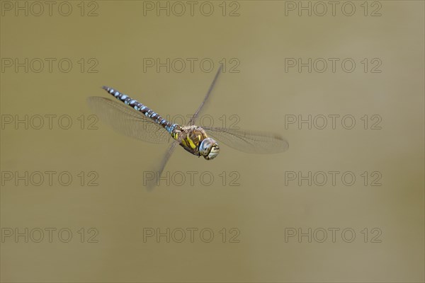 Migrant hawker (Aeshna mixta)