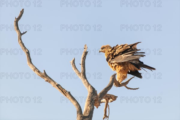 Tawny eagle (Aquila rapax) sitting on dead tree