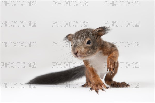 Squirrel (Sciurus vulgaris)