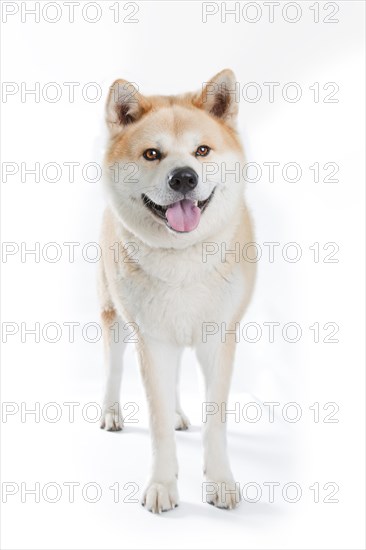 Akita Inu (Canis lupus familiaris)