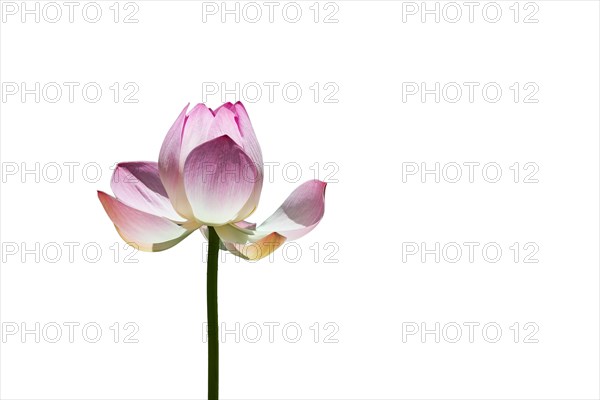 Lotus flower (Nelumbo sp.)