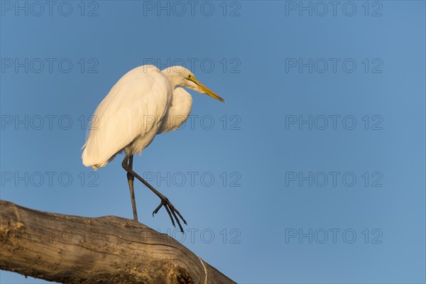 Little egret (Egretta garzetta) walking along tree trunk