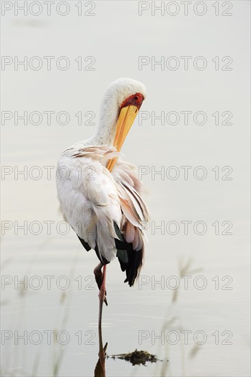 Yellow-billed Stork (Mycteria ibis)