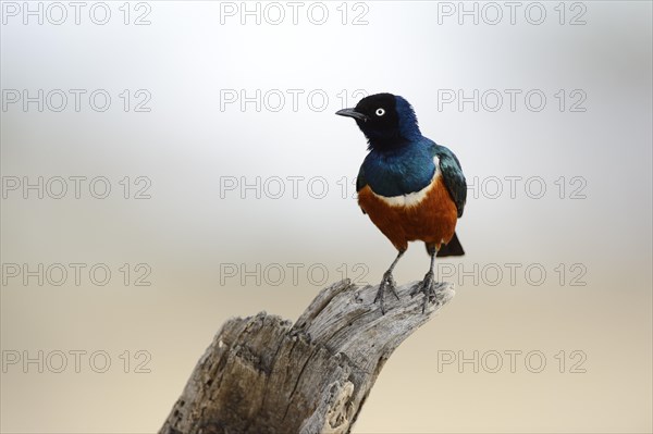 Superb Starling (Lamprotornis superbus)