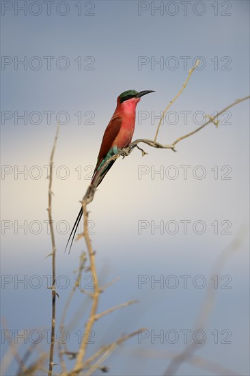 Southern Carmine Bee-eater (Merops nubicoides)