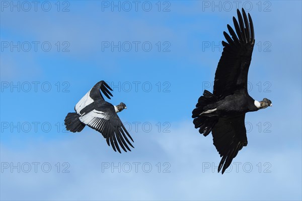 Andean Condors (Vultur gryphus) in flight