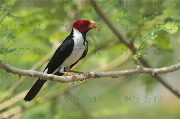 Yellow-billed Cardinal (Paroaria capitata)