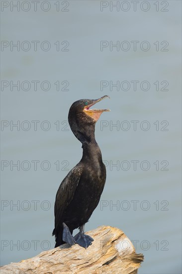 Neotropical Cormorant (Phalacrocorax brasilianus)