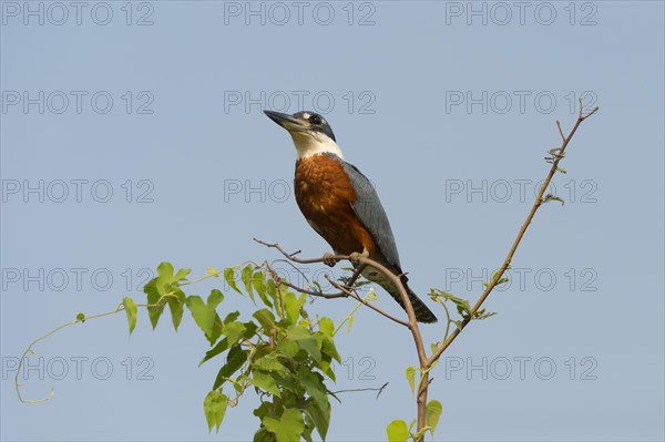 Ringed Kingfisher (Megaceryle torquata)