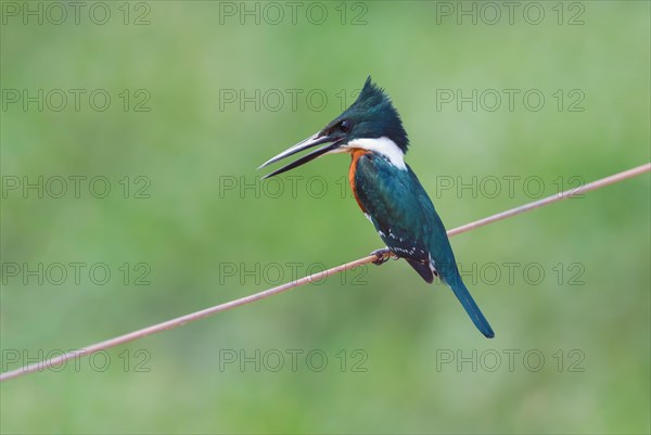 Green Kingfisher (Chloroceryle americana)