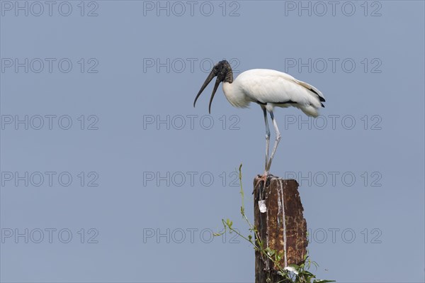 Wood Stork (Mycteria americana)