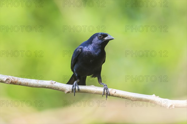 Purplish Jay (Cyanocorax cyanomelas)