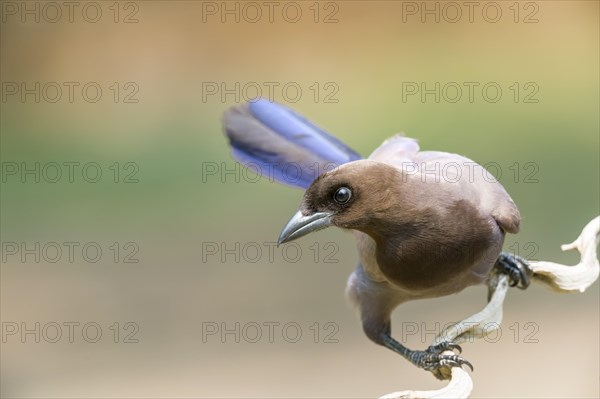 Purplish Jay (Cyanocorax cyanomelas)