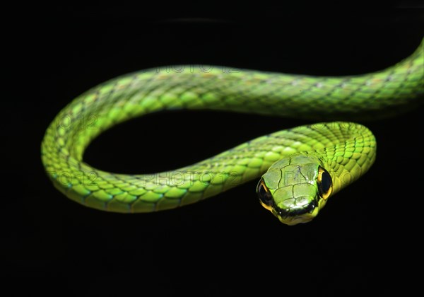 Cope's vine snake (Oxybelis brevirostris)