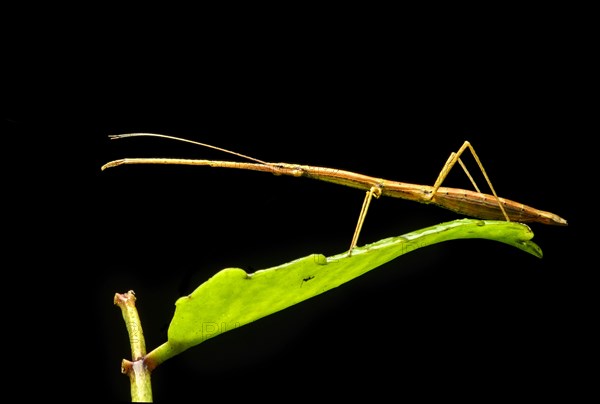 Stick Insect (Phasmatodea)